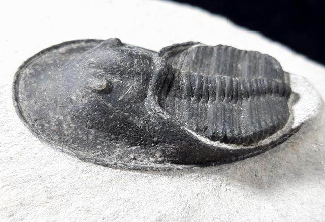 Harpes perradiatus RICHTER & RICHTER 1943 - Bild © FossNet FossilienStore